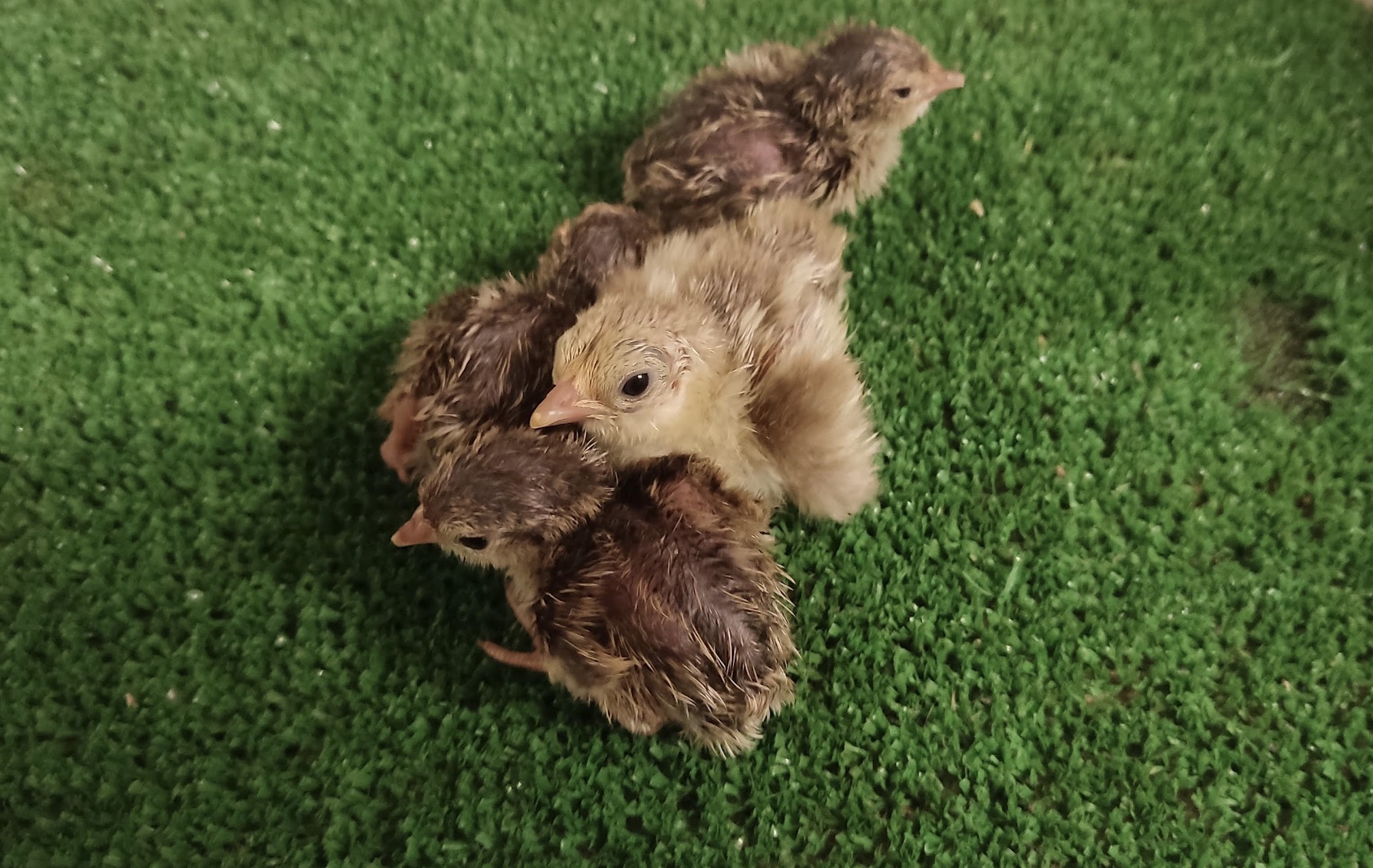 Poussins de Zoo Koki — niveau Junior