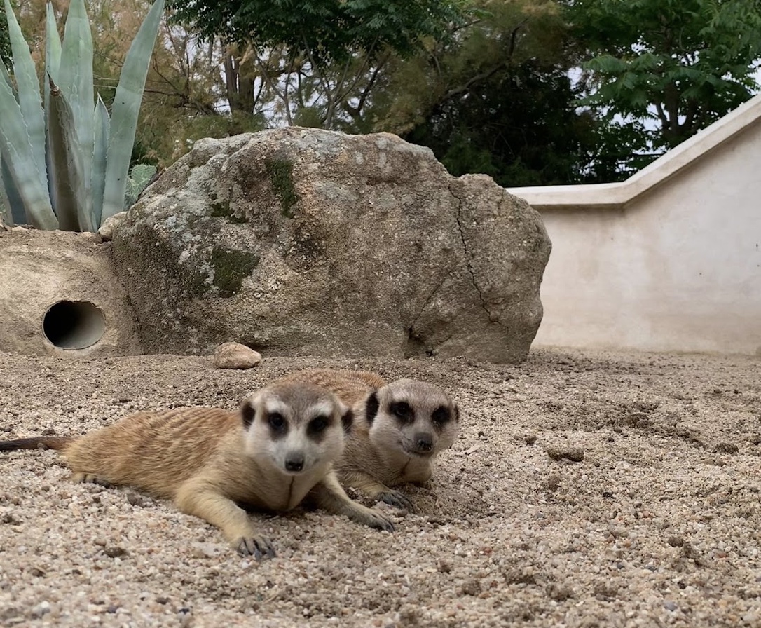 Suricates de Zoo Koki — niveau Meute