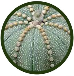 Astrophytum asterias