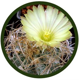 El Cactarium