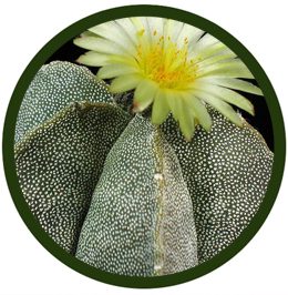 Astrophytum myriostigma
