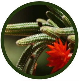 Echinopsis chamaecereus