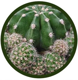 Echinopsis eyriesii