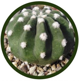Echinopsis subdenudata