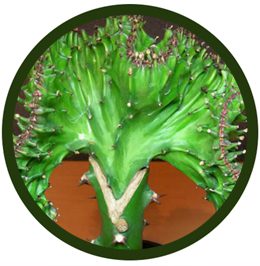 Euphorbia lactea