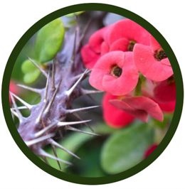 Euphorbia milii