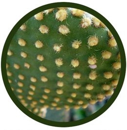 Opuntia microdasys
