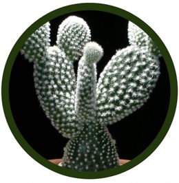 Opuntia microdasys alba