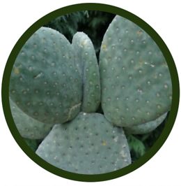 Opuntia microdasys caress