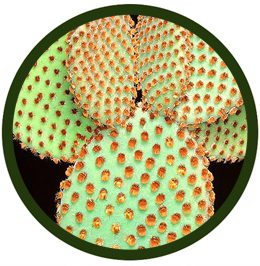 Opuntia microdasys rufida