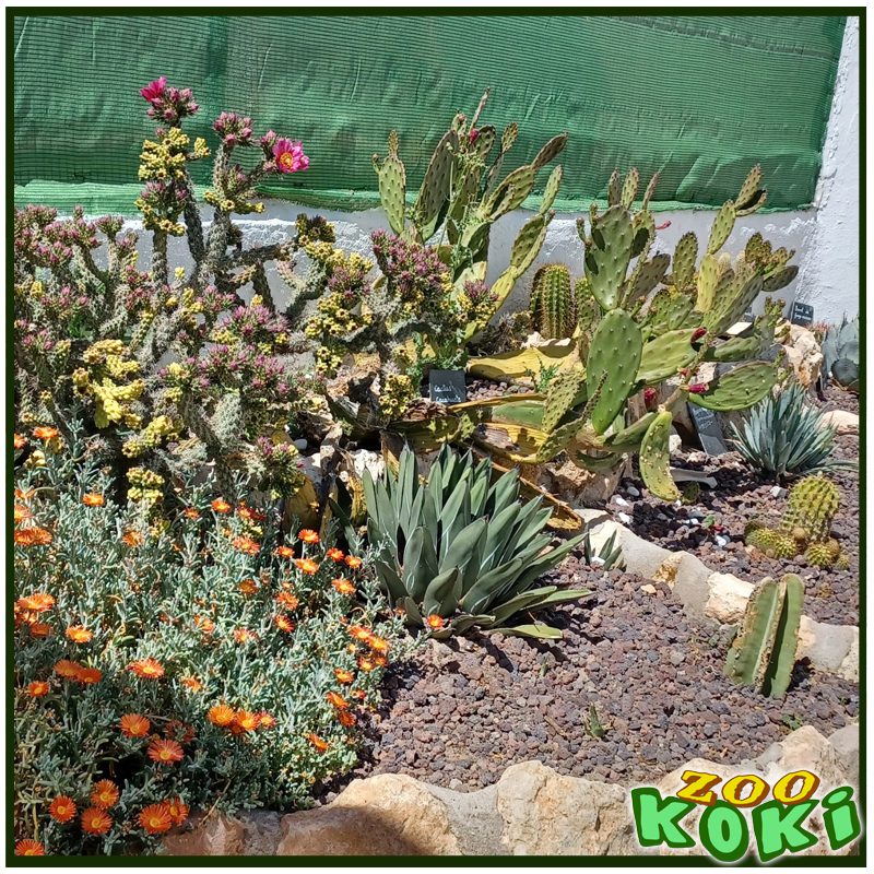 El Cactarium de Zoo Koki