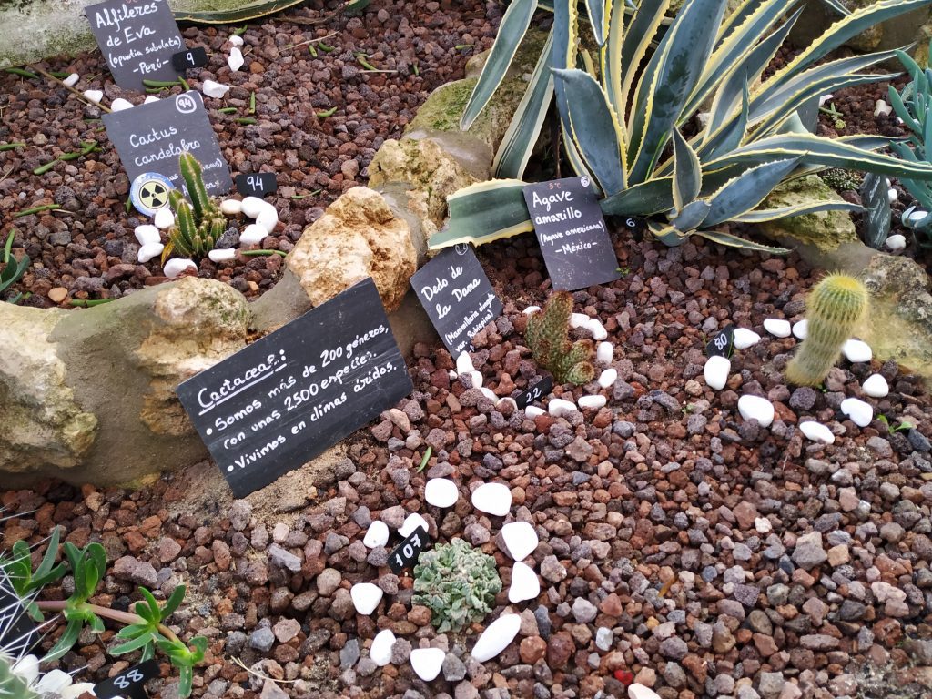 El Cactarium de Zoo Koki