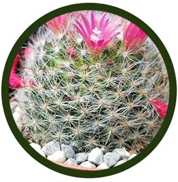 Mammillaria bocasana
