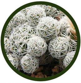 Mammillaria gracilis