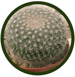 Mammillaria hahniana