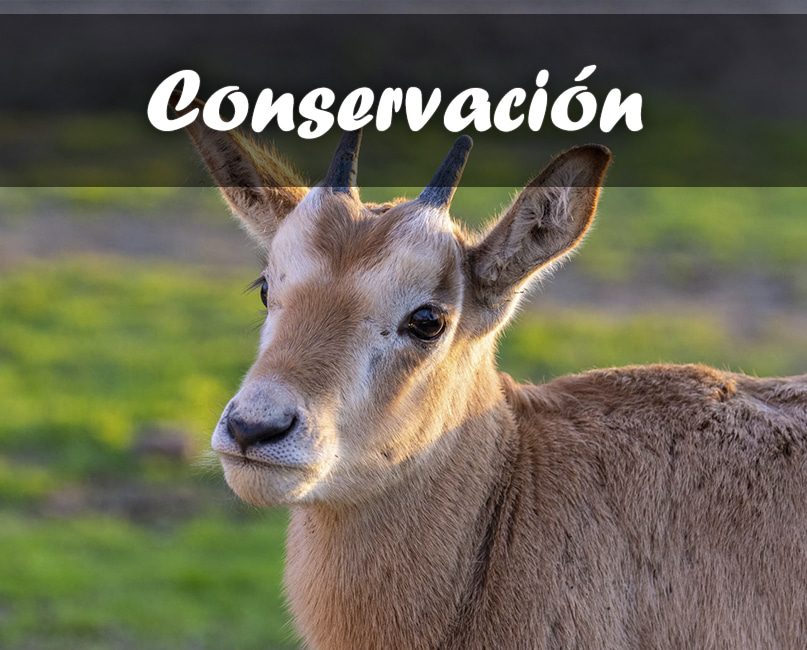 Proyectos de conservación en Zoo Koki