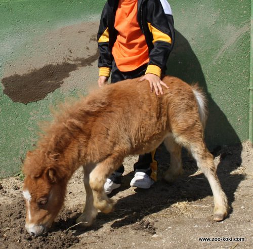Actividades de equinoterapia en Zoo Koki