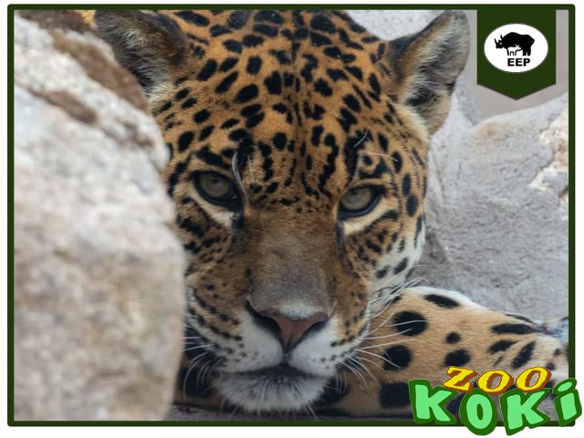 Estudio del jaguar en Zoo Koki