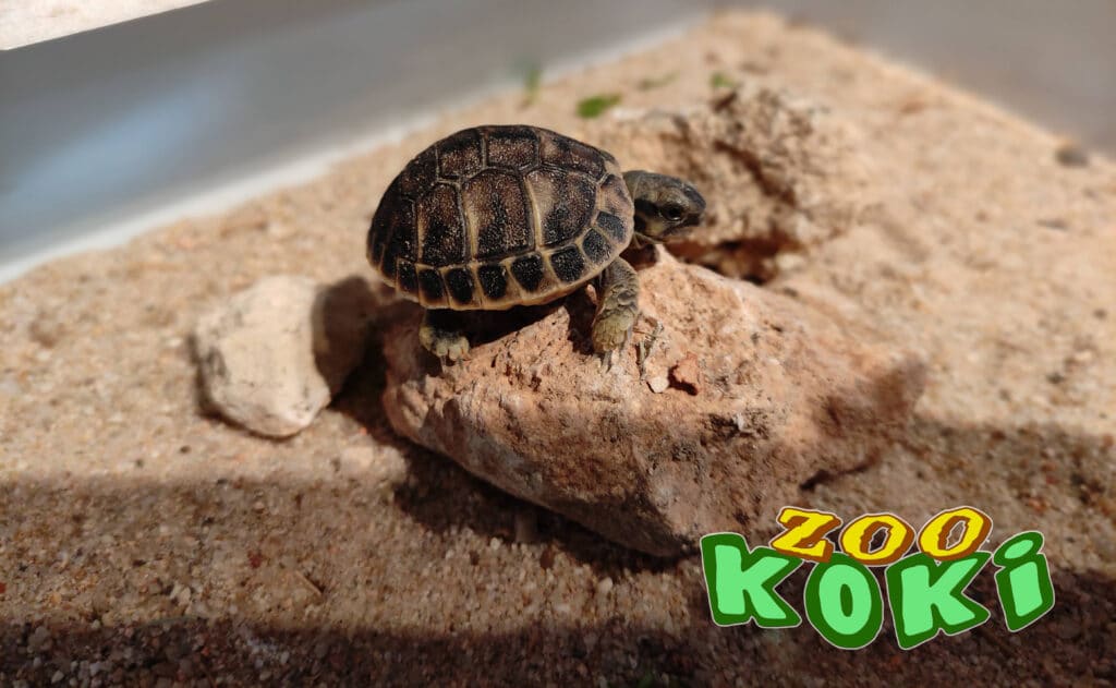 Estudio etológico del jaguar en Zoo Koki