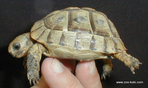 Tortuga mora (Testudo graeca)