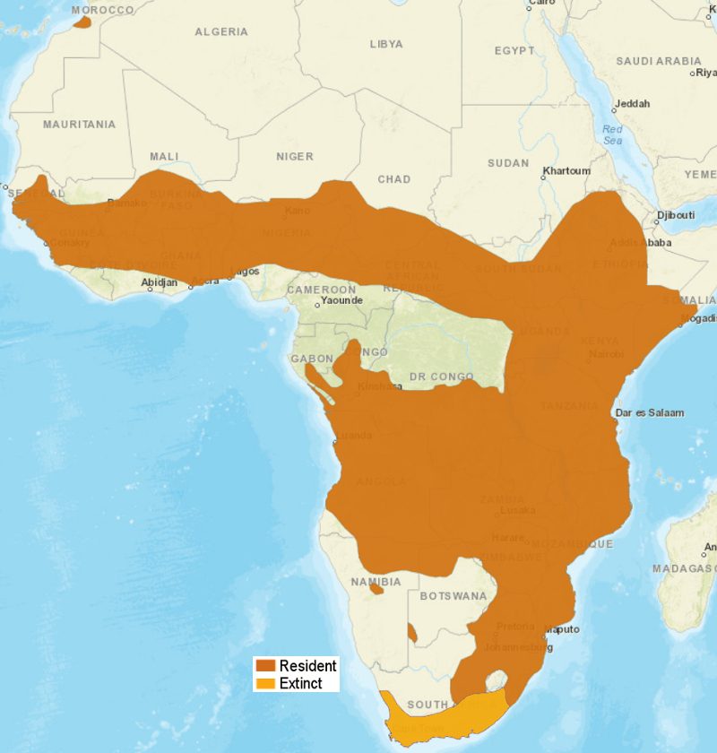 Mapa de distribución de Serval