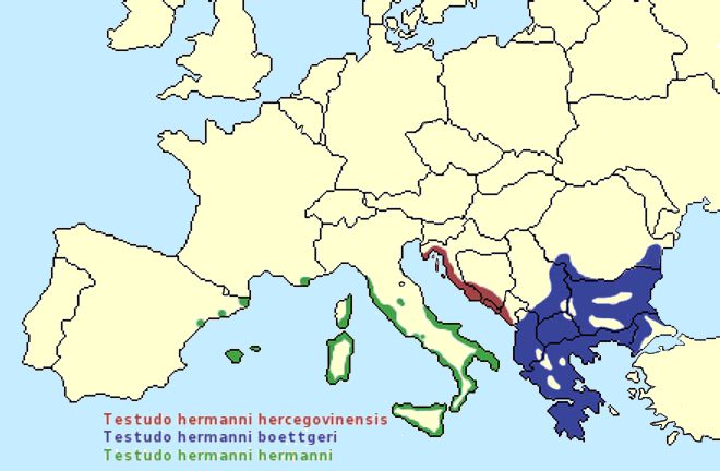 Mapa de distribución de Tortuga mediterránea
