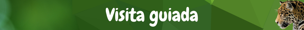 Visita guiada