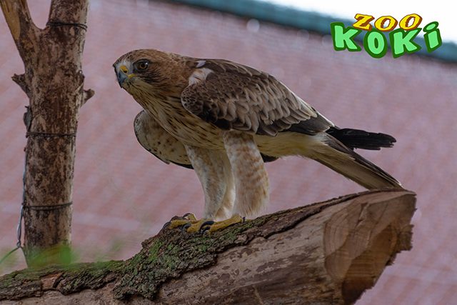 Águila calzada