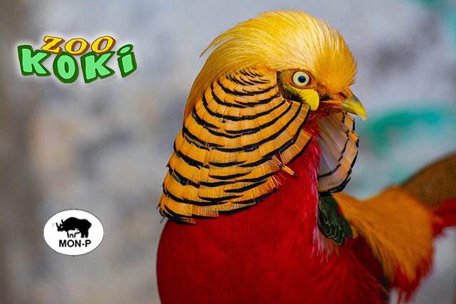 macho de faisán dorado