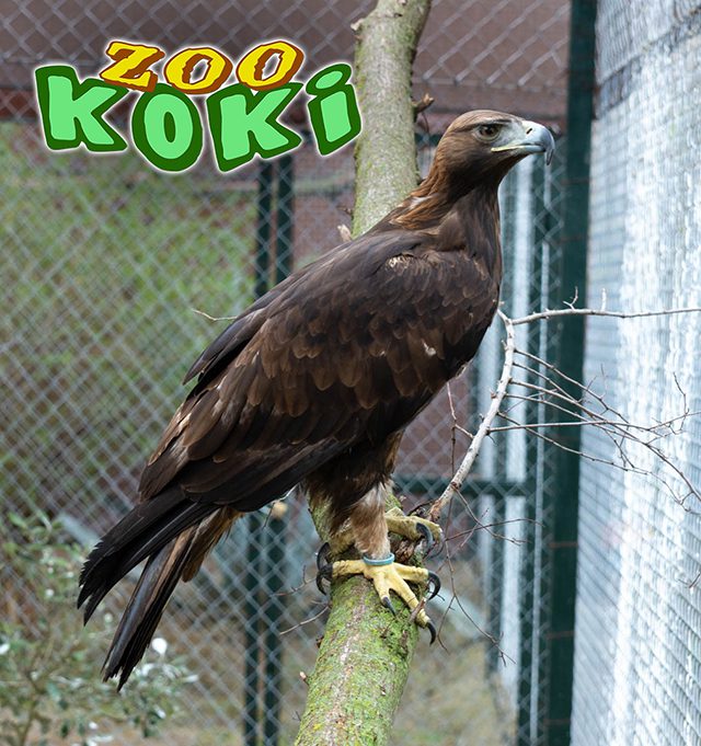 Águila real