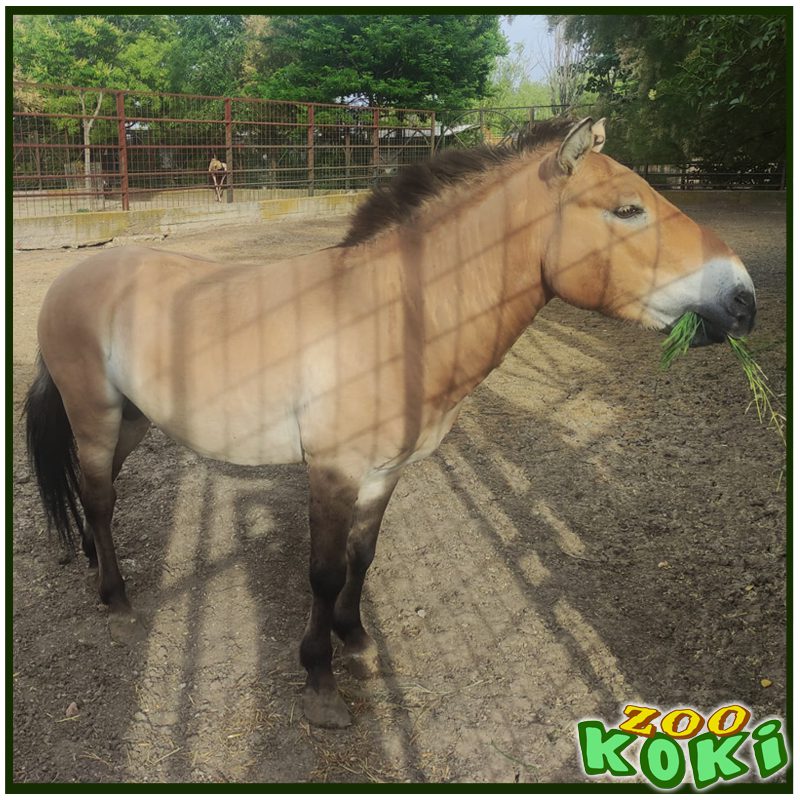 Caballo de Przewalski
