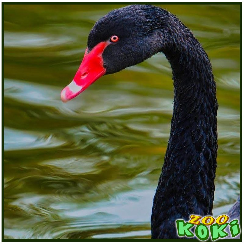 Cisne negro