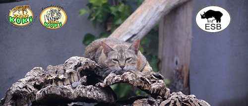 Gato de Arabia