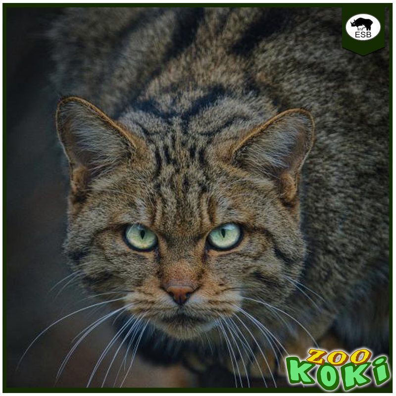 Gato montés Europeo