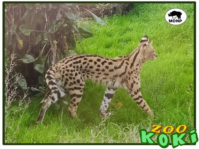 Serval