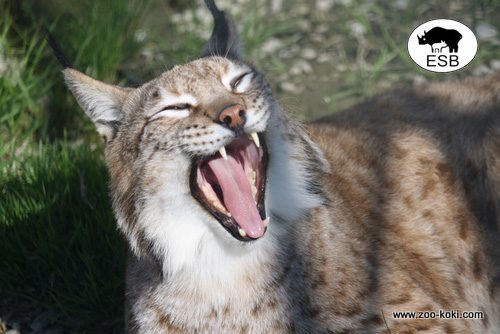 LInce Europeo