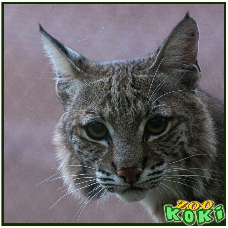 Lince Rojo