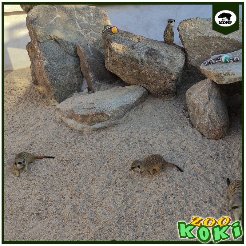 Suricata