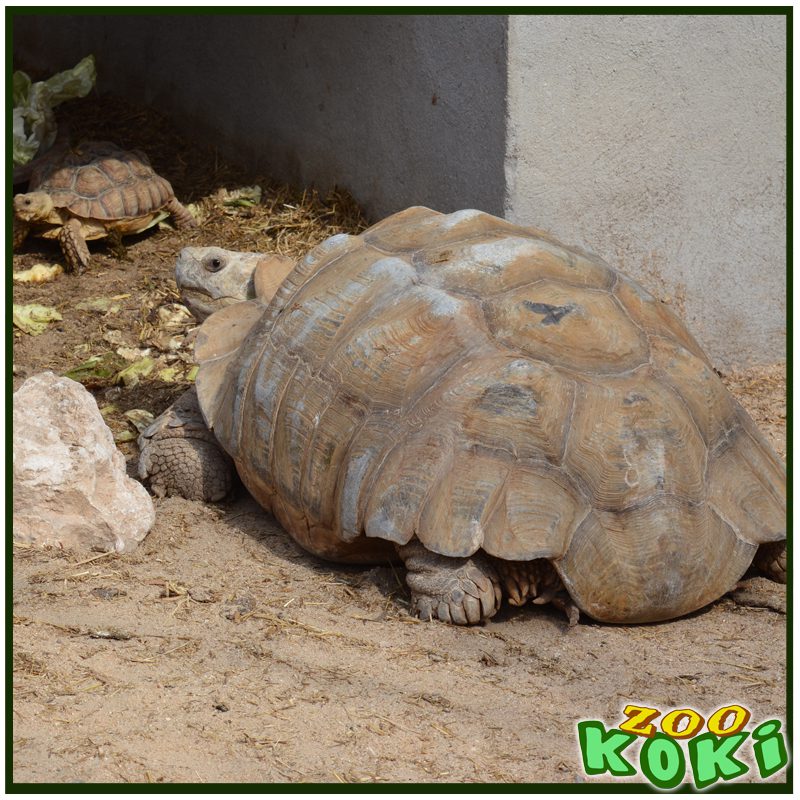 Tortuga de espolones
