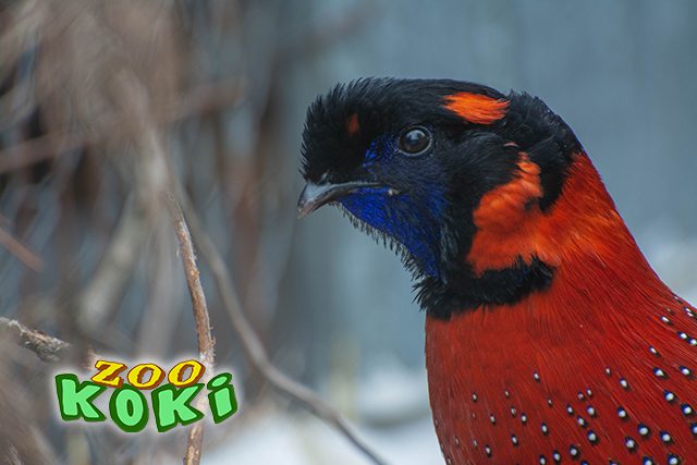Faisán Tragopan satyr