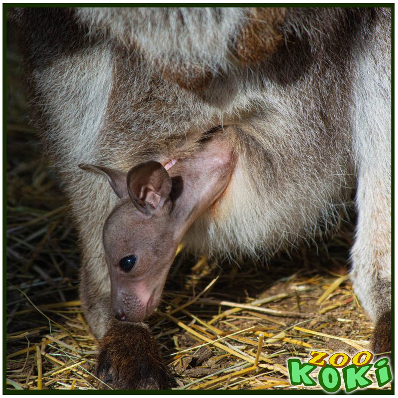 Wallaby de Bennet