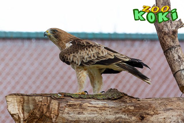 Águila calzada