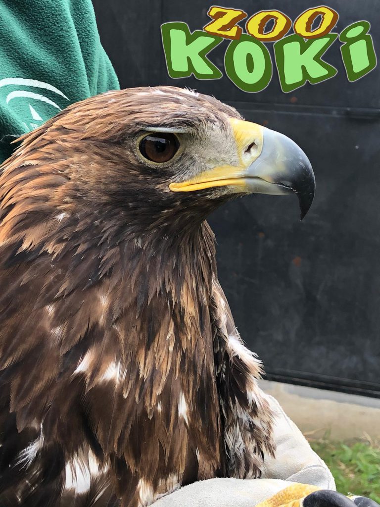 Águila real ibérica