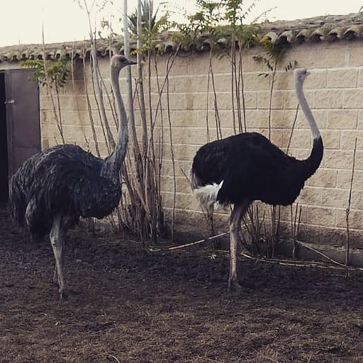 Avestruz Masai
