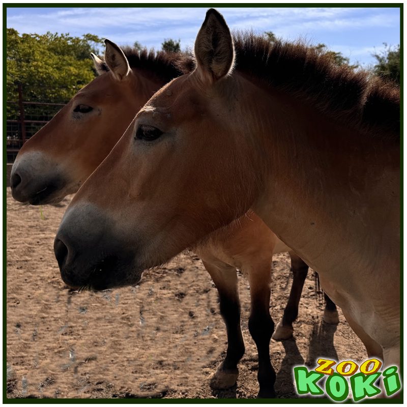 Caballo de Przewalski