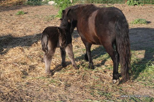 Caballo Shetland