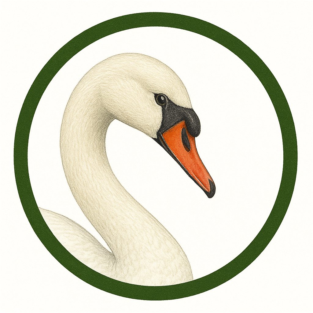 Cisne blanco
