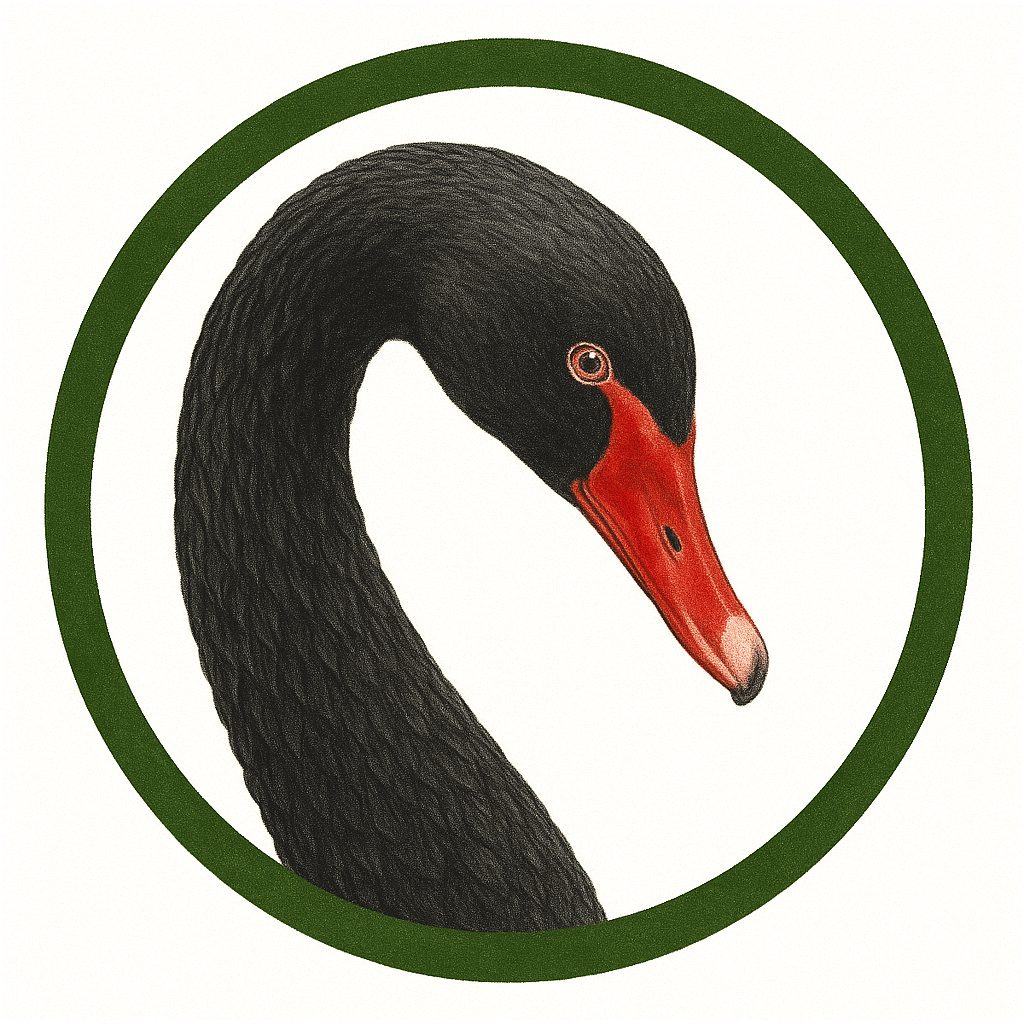 Cisne negro