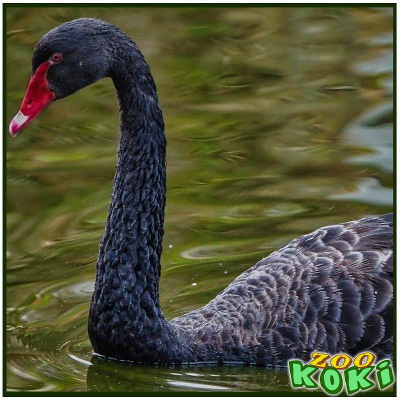 Cisne negro