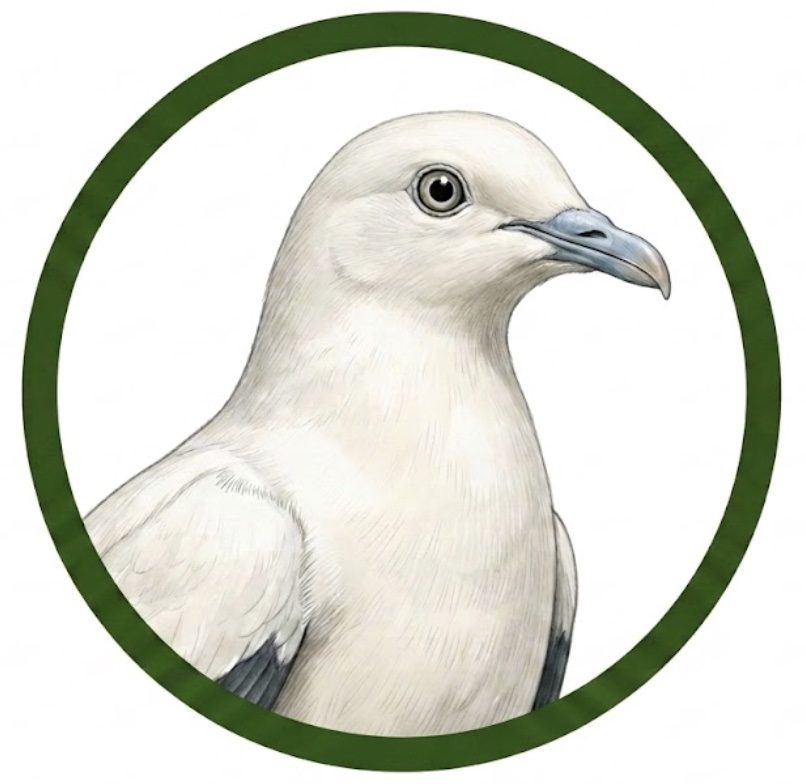 Dúcula bicolor